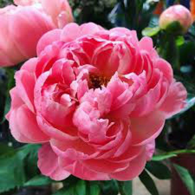 Savon doux " Le fleuri" - Pivoine